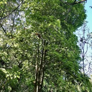 Eugenia mespiloides  Bois de nèfles à grandes feuilles myrtaceae. endémique Réunion (2).jpeg